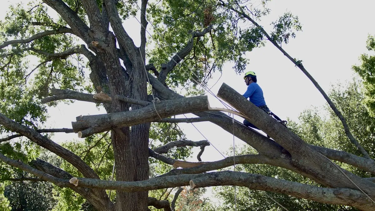 Professional Crown Thinning performed by certified arborists in South Glastonbury