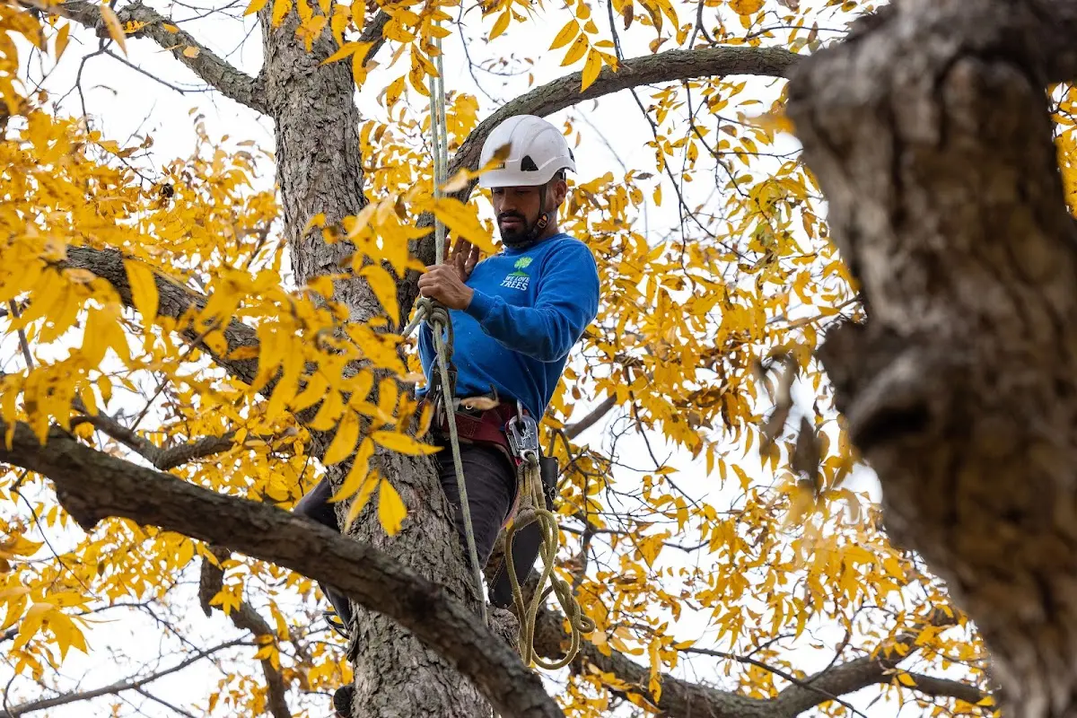 Skilled Emergency Tree Service crew working in South Glastonbury