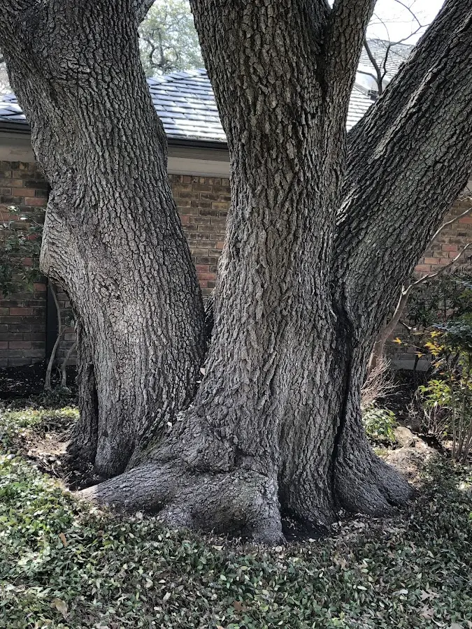 Mature heritage tree close to a South Glastonbury property cared for by certified arborists